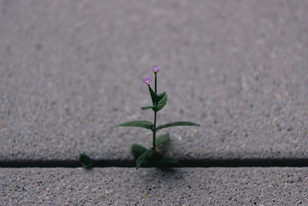Empowering Independence Through Supported Independent Living (SIL): A Path to Personal Growth - My Guardian