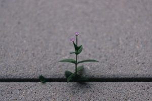 Empowering Independence Through Supported Independent Living (SIL): A Path to Personal Growth - My Guardian